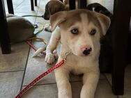 Labrador-Husky mix letzte Hündin - Schleiden