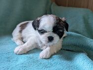 Shih Tzu Hündin Cookie RESERVIERT - Seeland Gatersleben