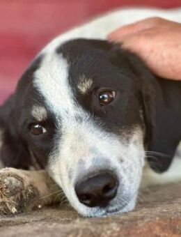 SWEETI ~ wunderschöne freundliche Hündin - Duisburg