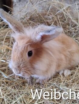 Kaninchen Weibchen 18 Wochen sechs Weibchen - Högsdorf