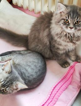 BKH/Blh Kitten - Wuppertal