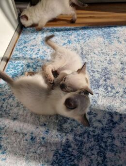 Reinrassige Siamkitten - Schwetzingen