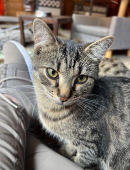 Berci - süßer, verspielter Jungkater - Walluf