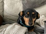 Carmen: kleine Maus sucht ruhiges Heim - Schnarup-Thumby