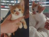 Bobby und Billy aus dem Tierschutz - Grevenbroich
