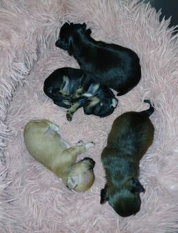 Pomchi Chiuhuahua Pomeranian zwergspitz welpen - Bad Kissingen Zentrum