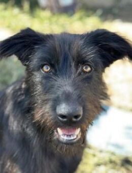 Buffy, geb. ca. 02/2025, GRIECHENLAND - Euskirchen