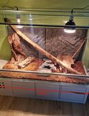 Kornnatter + Terrarium in 41748