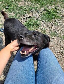 Freundlicher Luka sucht Dich - Wallerfangen