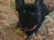 Französische Bulldoggen suchen Zuhause - Molauer Land