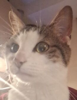 Kater 2 einhalb Jahre alt sucht dringend ein Zuhause - Stuttgart