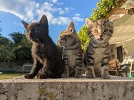 Wunderschöne EKH Kätzchen Kitten - Steinach (Bayern)