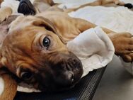 Ab jetzt besuchbar! Rhodesian Ridgeback Welpen Braun/Weizen & Fawn Farben - Nienhagen (Niedersachsen)