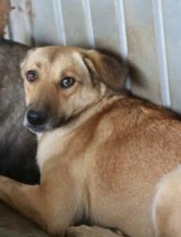 Lilly leidet sehr im Shelter 🐾 - Elsdorf (Nordrhein-Westfalen)