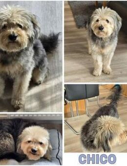 CHICO -sucht konsequente Menschen- - Duisburg