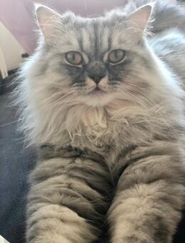 Zwei Perserkatzen mit Nase suchen liebevolles Zuhause - Kornwestheim