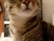 Junger Kater - Bodenheim