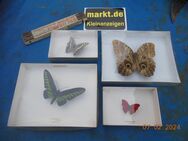 6 x Schmetterlinge im Schaukasten - München Maxvorstadt