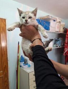 Zutraulicher, junger Kater Mc Eyes - Karlsruhe