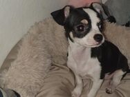 Die kleine Chihuahua mädchen sucht ein neues zuhause - Weißenstadt