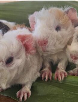 Meerschweinchen Lunkarya - Hagen (Stadt der FernUniversität) Emst