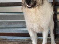 Liebe Seele CISCO sucht Zuhause - Düsseldorf