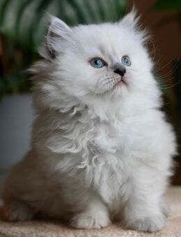 BLH-Kitten (männlich) suchen ihre neue Familie. - Berlin