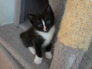 Maincoon bkh mix Kätzchen - Oranienburg
