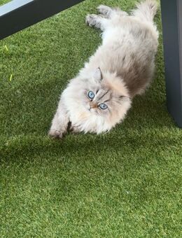 Schweren Herzens muss ich meine geliebte Katze abgeben. - Timmendorfer Strand