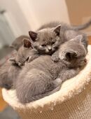 Bkh kitten in 50189