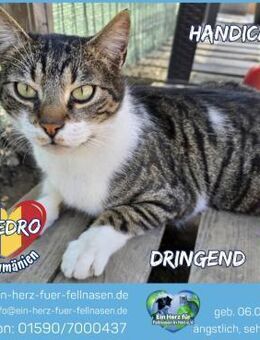 Handicap Piedro sucht ein Zuhause! - Waakirchen