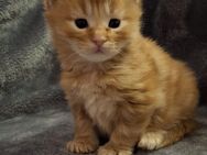 Maine Coon Kitten Kater - Saaldorf-Surheim