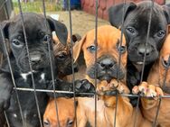 Kleine Welpen suchen ein schönes neues zuhause - Märkische Heide