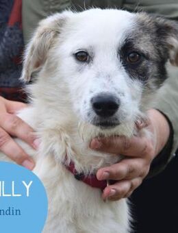 Kleine Milly sucht erfahrene Menschen - Tarmstedt