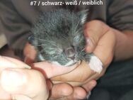 Süße babykitten zu vergeben🩷 - Mühldorf (Inn)