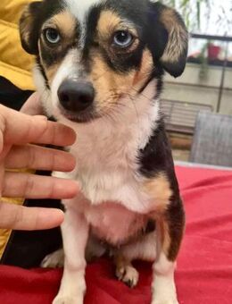 Cora - liebevoll & verschmust - Koblenz