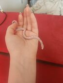 3 Kornnattern, Farbschlag Snow, je 50€ (Babys) in 99087