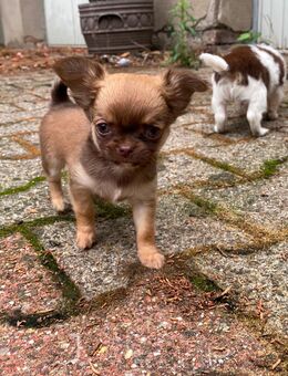 Chihuahua Welpen - Gelsenkirchen Bulmke-Hüllen