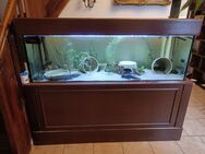 Aquarium 400l mit bewohner - Zell