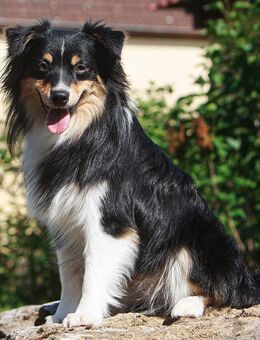 Wurfankündigung - September - Mini Aussie - Miniature American Shepherd Welpen - Werneck