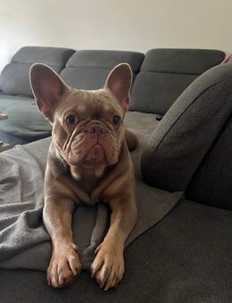 Französische Bulldogge - Zwickau