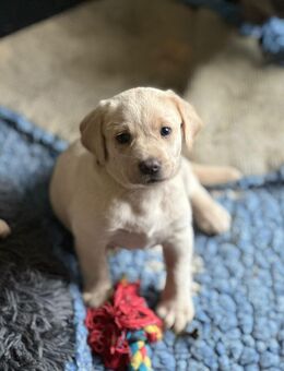 Labrador Welpen - Visselhövede