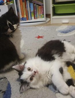 Maine Coon x British Langhaar Mix Kitten - Plauen