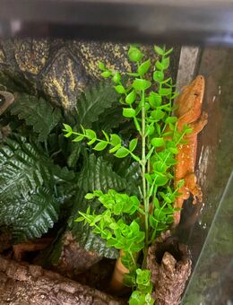 Hübscher oranger 1.0 Kronengecko sucht schönes neues Zuhause - Bremen