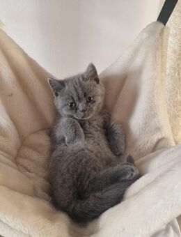 Britisch Kurzhaar Kitten. - Altenburg