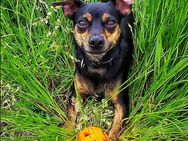 Noah 5 Jahre kastriert Zwergpinscher-Chihuahua-Mix - Wildeshausen