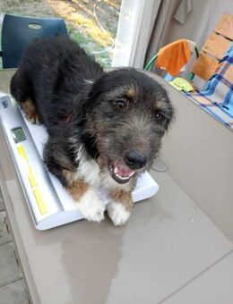 Lotti 3-jährige Mischlingshündin - Kassel