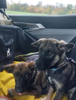 Kuschel Bert sucht seine Menschen - Großefehn