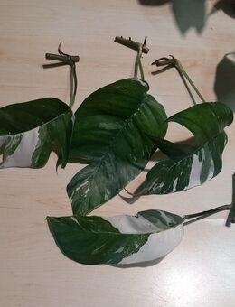 Epipremnum pinnatum varigata Ableger - Kranenburg (Nordrhein-Westfalen)