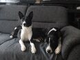 Basenji in 38302